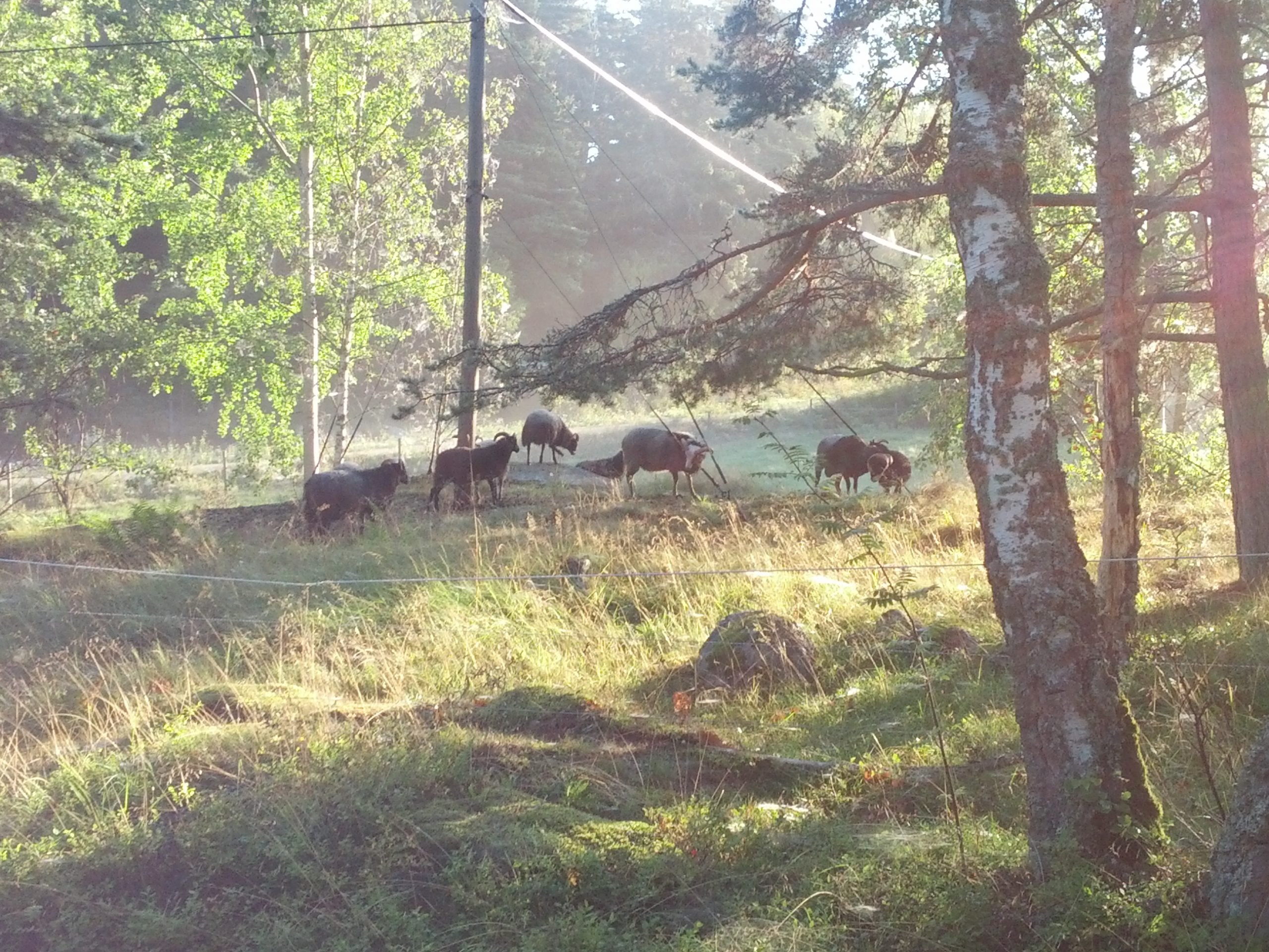Sheep on Svartsö