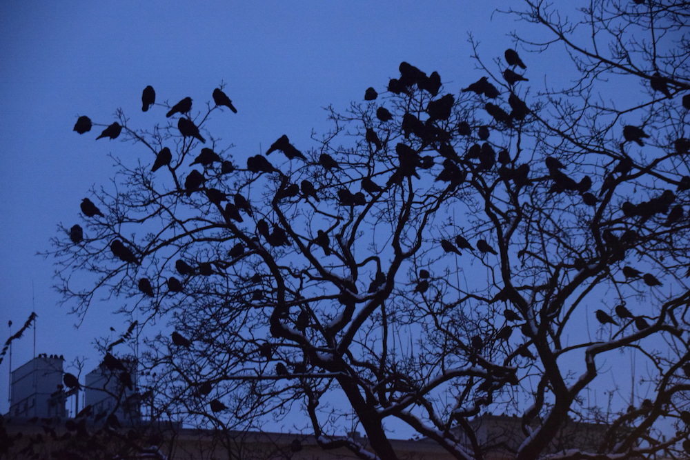 Crows in the Innenhof