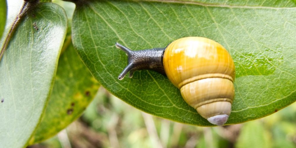 Audio Documentary on Hawaiian Snails