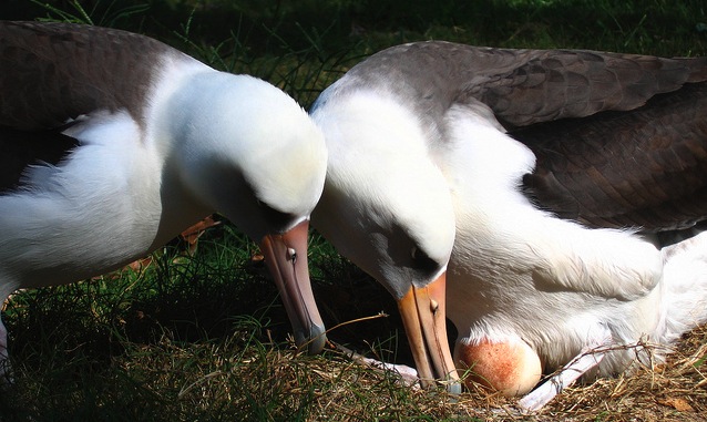 Albatross, plastic and the undoing of generations