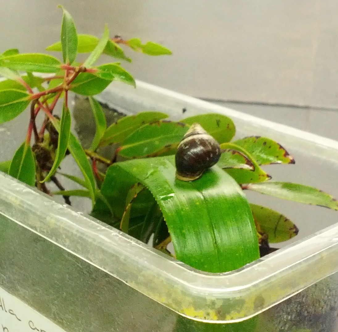 The last snail: conservation and extinction in Hawai’i