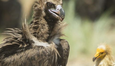 Vulture lovers of the world unite!
