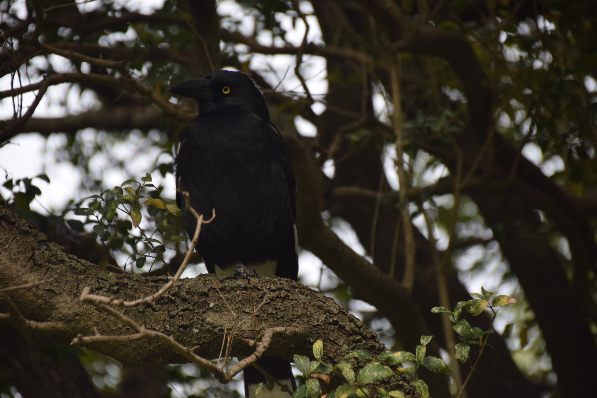 Some bird photos