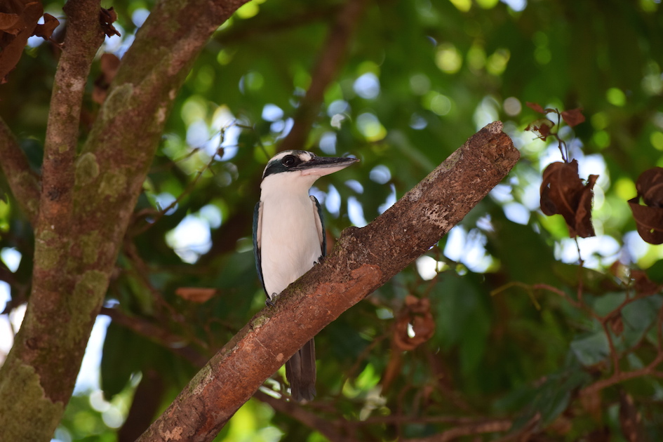 A few photos from a recent research trip to the Mariana Islands