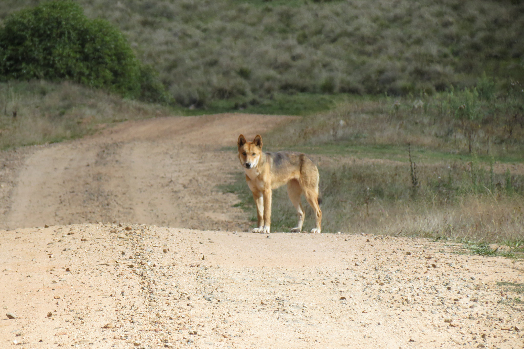 A howling lamentation