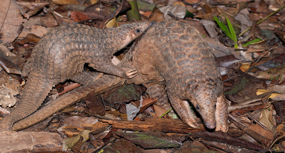 Pangolins and Pandemics