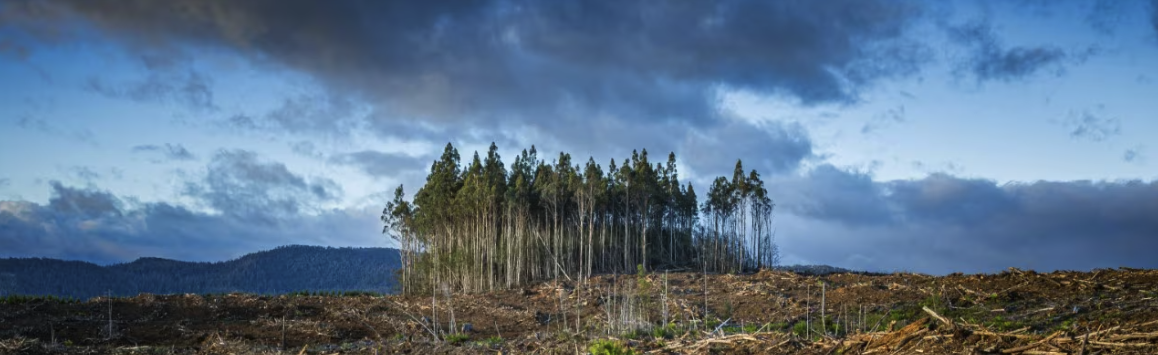 Mourning in a time of planetary crisis: Making room for grief